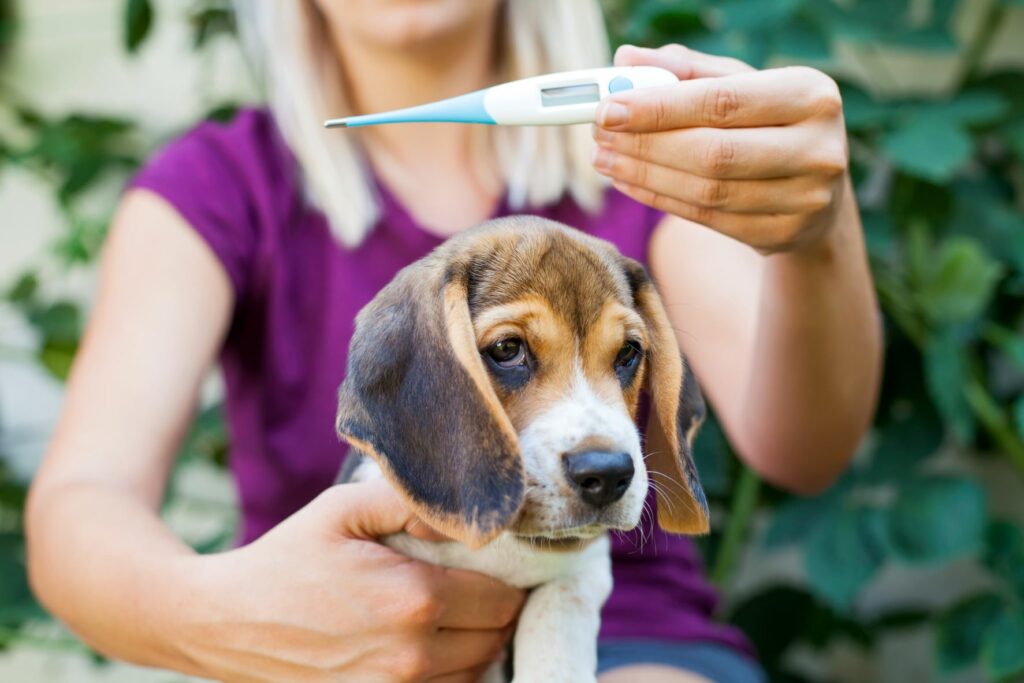 toxoplasmose_cães_2 A febre pode ser o primeiro sintoma da toxoplasmose nos cães. No entanto existem outros sintomas importantes