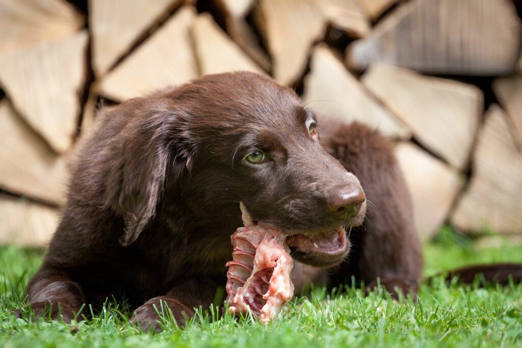 A carne crua é uma possível causa de toxoplasmose nos cães