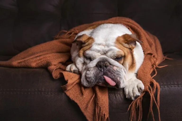 veneno_cães_1 O envenenamento nos cães é uma situação que preocupa os donos