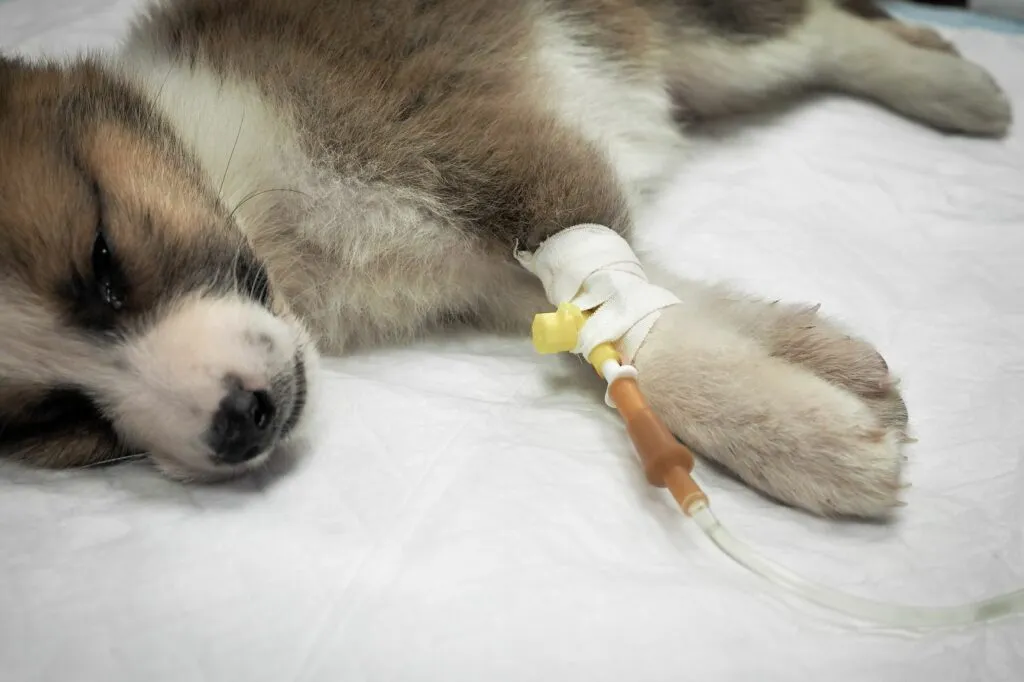 veneno_cães_2 O tratamento de casos de envenenamento nos cães implica que os patudos devem ficar alguns dias internados