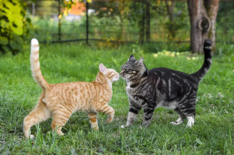 chegada de um novo gato