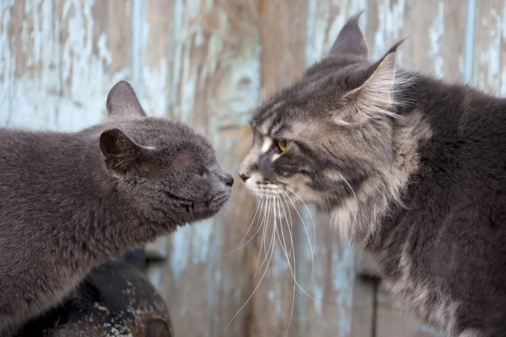 2 chegada de um novo gato