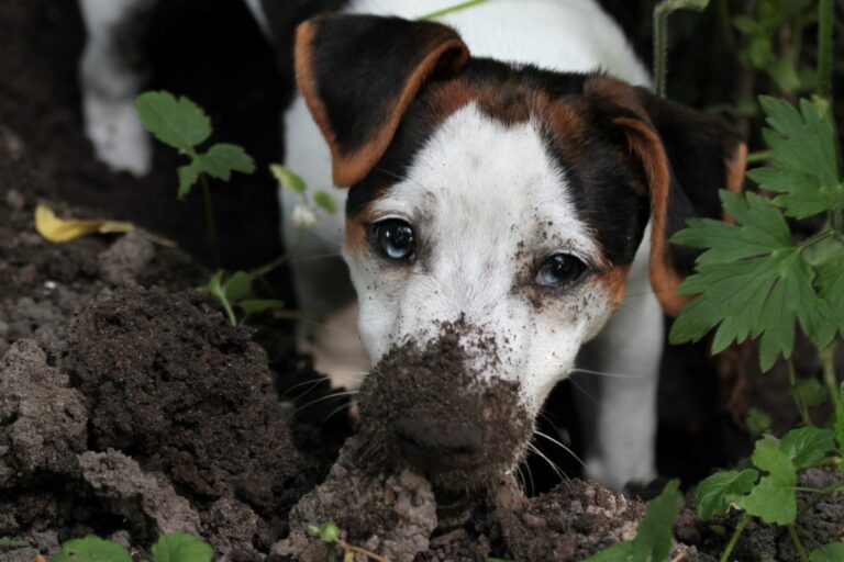 Cão escava o jardim e fica cheio de terra