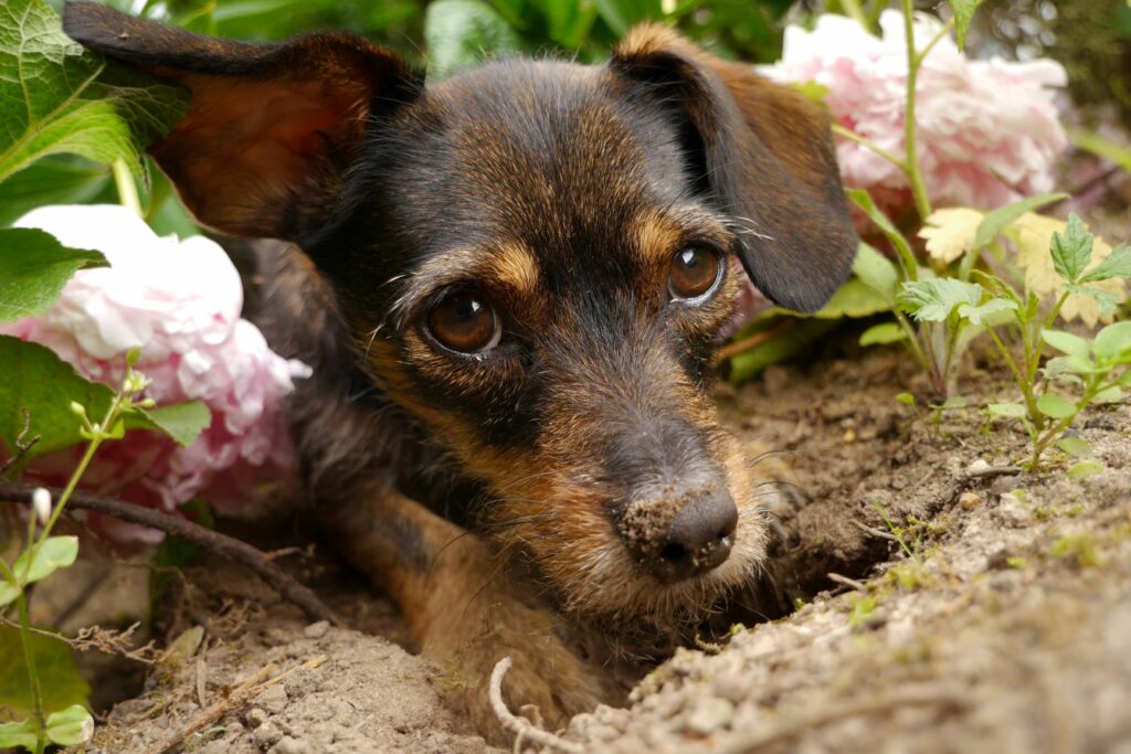 Um cão esvava o jardim e faz um buraco.