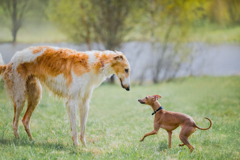 cão grande ou pequeno