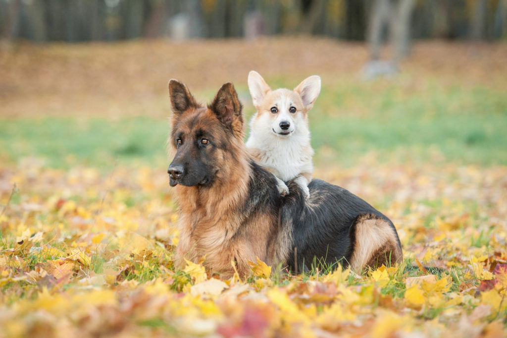 cão pequeno ou cão grande