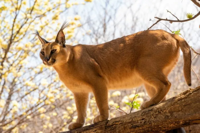 caracal_1 caracal_1