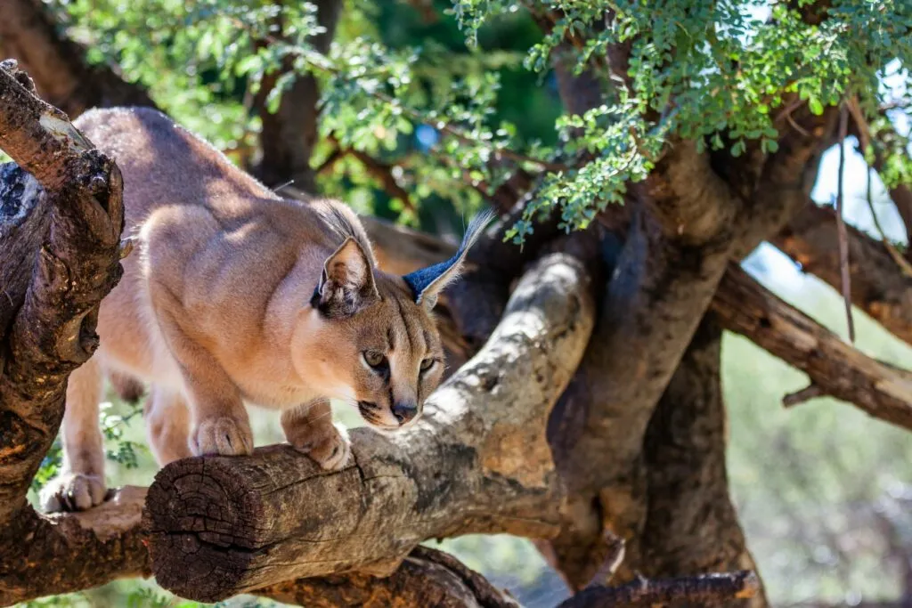 caracal_3 Caracal em posição de caça em cima de uma árvore