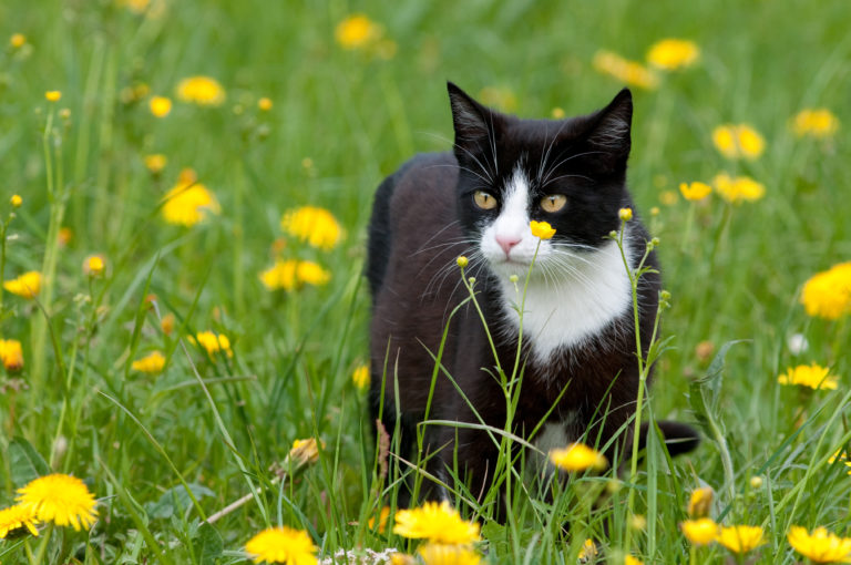 Gato num campo de flores. As carraças estão nas ervas e em pequenos arbustos.