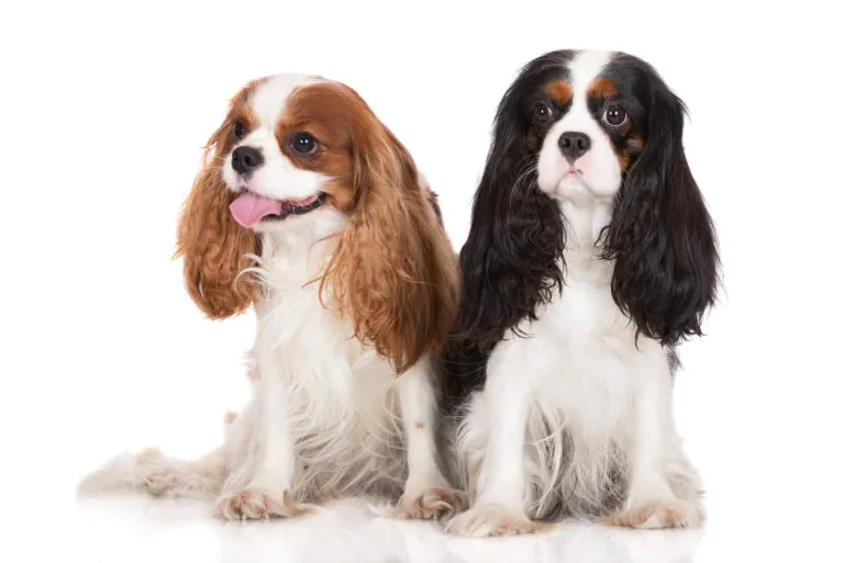 cavalier king charles spaniel_1 cavalier king charles spaniel