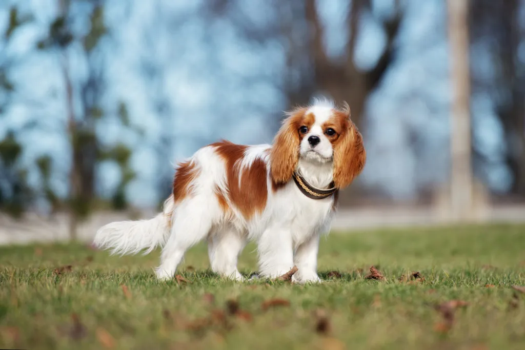 cavalier king charles spaniel_2 cavalier king charles spaniel