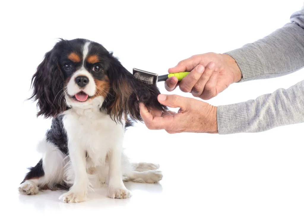 cavalier king charles spaniel_3