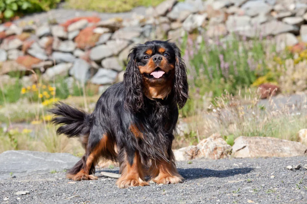 cavalier king charles spaniel_4 cavalier king charles spaniel