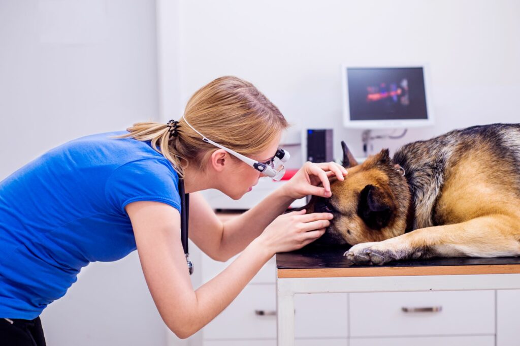A cegueira nos cães precisa de ser acompanhada por um veterinário. Na imagem vemos uma veterinária a examinar os olhos de um Pastor Alemão com um oftalmoscópio.