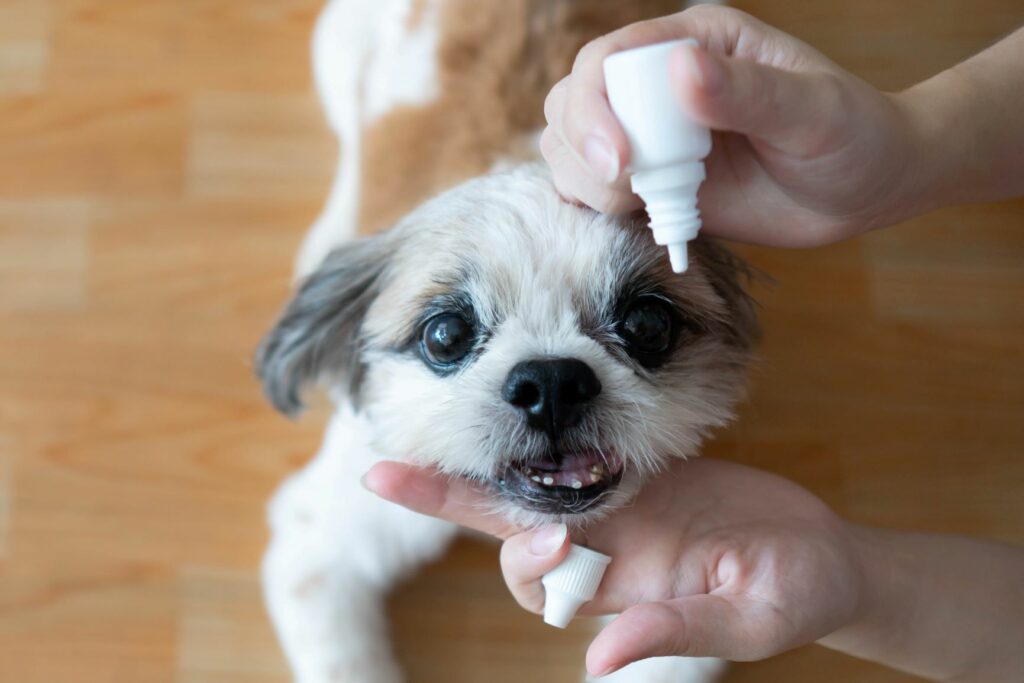Dona põe gotas nos olhos de um cão com os olhos baços. O glaucoma é uma das doenças que causa cegueira nos cães