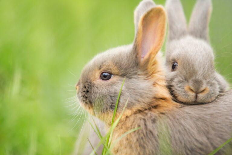 Dois coelhos encostados um ao outro no meio da relva. Existem muitas diferenças entre lebres e coelhos