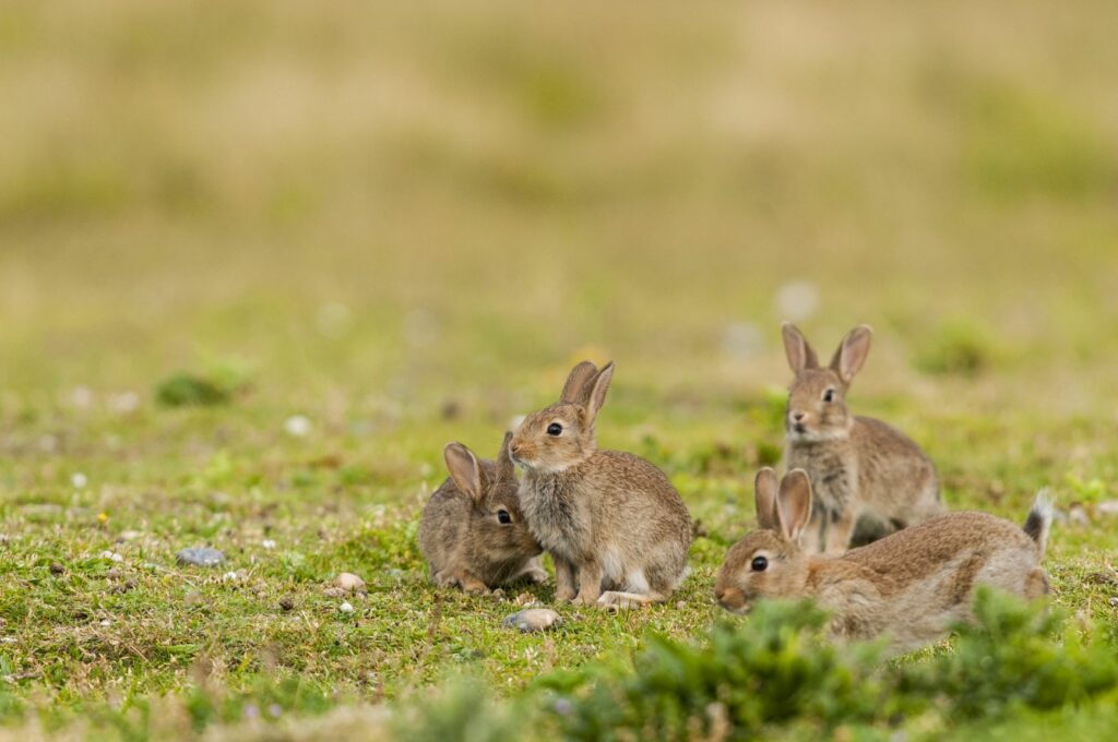 Um grupo de pequenos coelhos num campo. Lebres e coelhos diferem no comportamento social