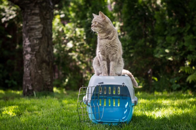 transportadora para gatos perfeita