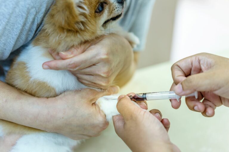 doação de sangue_1 doações de sangue para cães