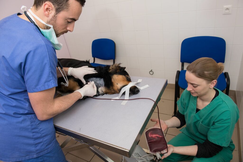doação de sangue_2 doações de sangue para cães