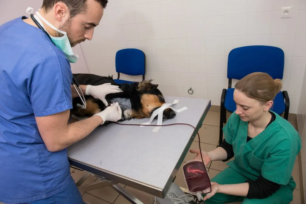 doação de sangue_2 doações de sangue para cães