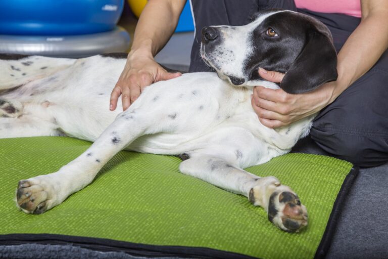 fisioterapia para cães