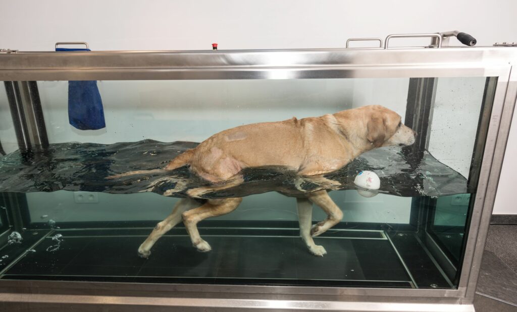 fisioterapia para cães_2 fisioterapia para cães