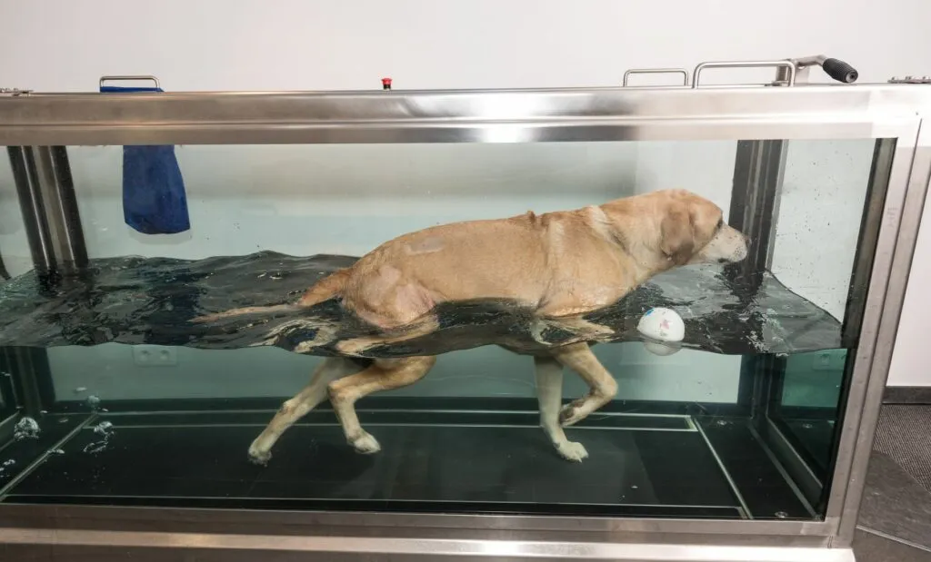 fisioterapia para cães_2 fisioterapia para cães