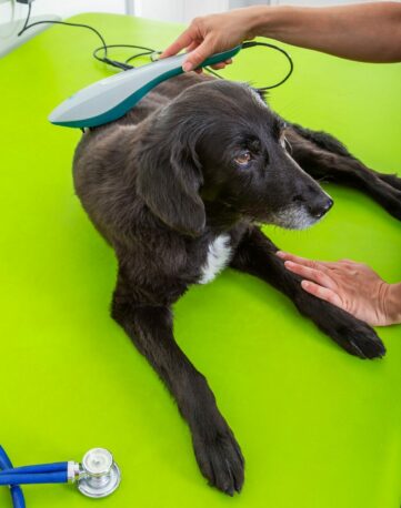 fisioterapia para cães_3 fisioterapia para cães