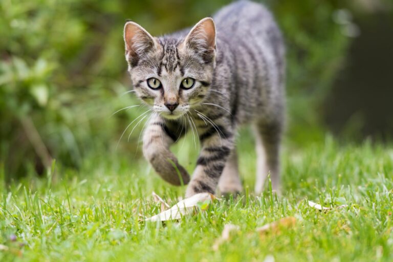 Gato a passear num relvado. Os gatos que saem à rua sozinhos têm que lidar com vários perigos