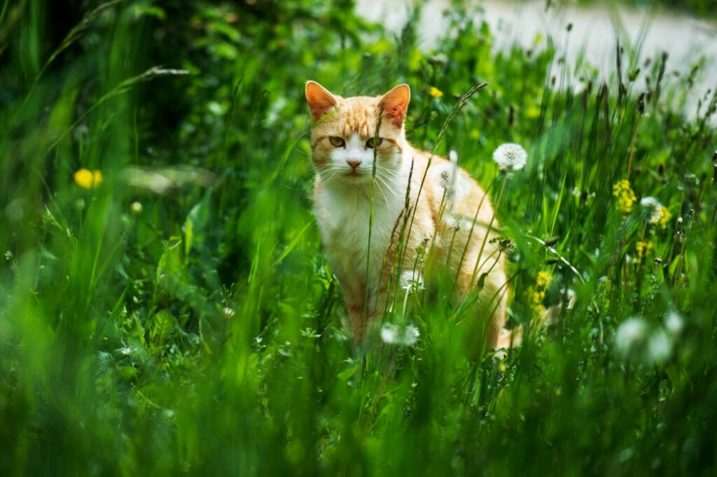 Gato sentado no meio da relva. Os gatos que saem à rua sozinhos desde sempre não devem ficar presos em casa