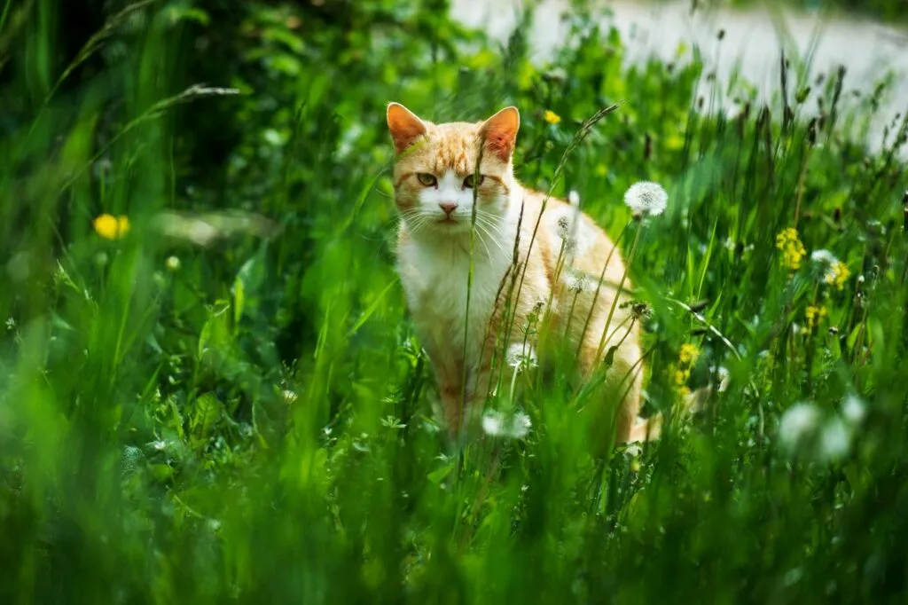 gatos_rua_2 Gato sentado no meio da relva. Os gatos que saem à rua sozinhos desde sempre não devem ficar presos em casa