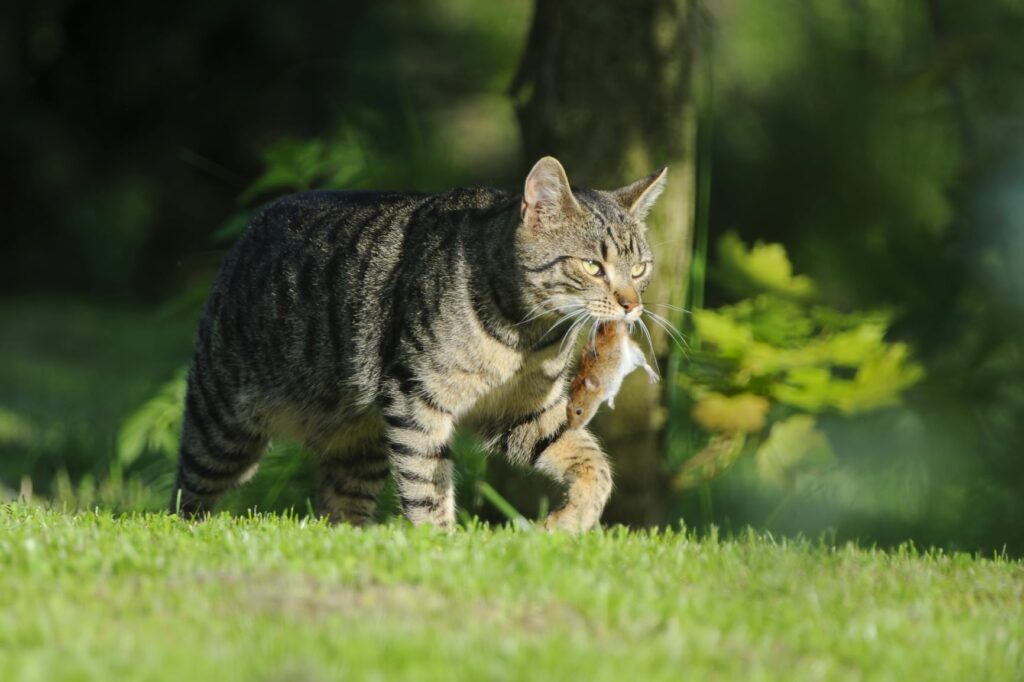 Gato com um rato na boca. Os gatos que saem à rua costumam caçar e os ratos são uma presa frequente