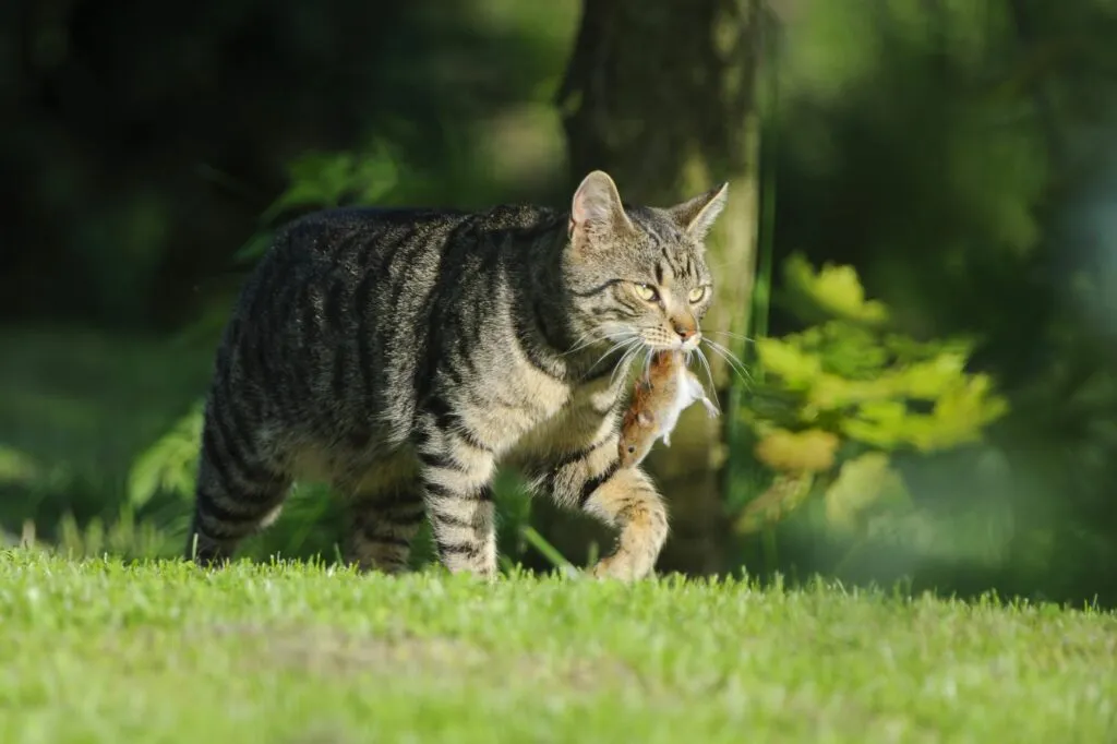 gatos_rua_3 Gato com um rato na boca. Os gatos que saem à rua costumam caçar e os ratos são uma presa frequente
