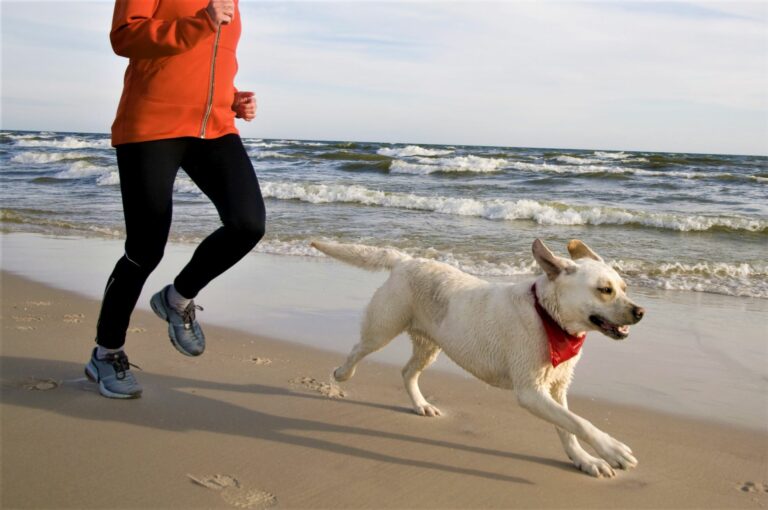 jogging com cães