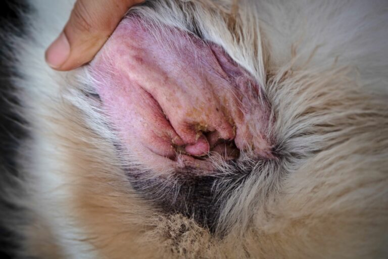 Orelha de um cão inchada e avermelhada: sintomas de otite canina