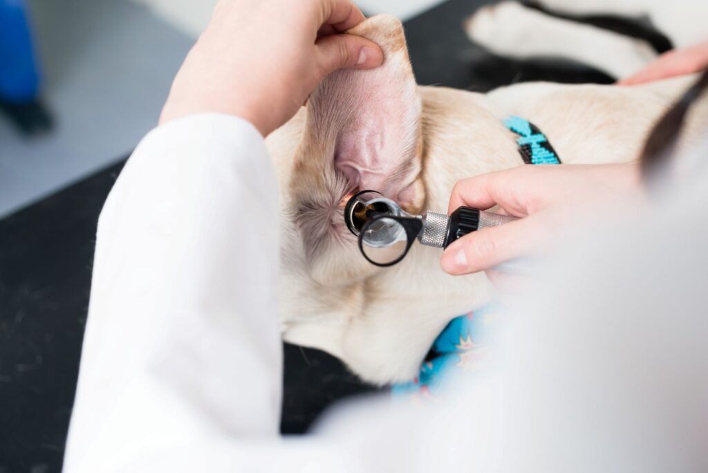 O otoscópio permite ao veterinário observar a parte interna dos ouvidos dos cães e verificar se é um caso de otite canina