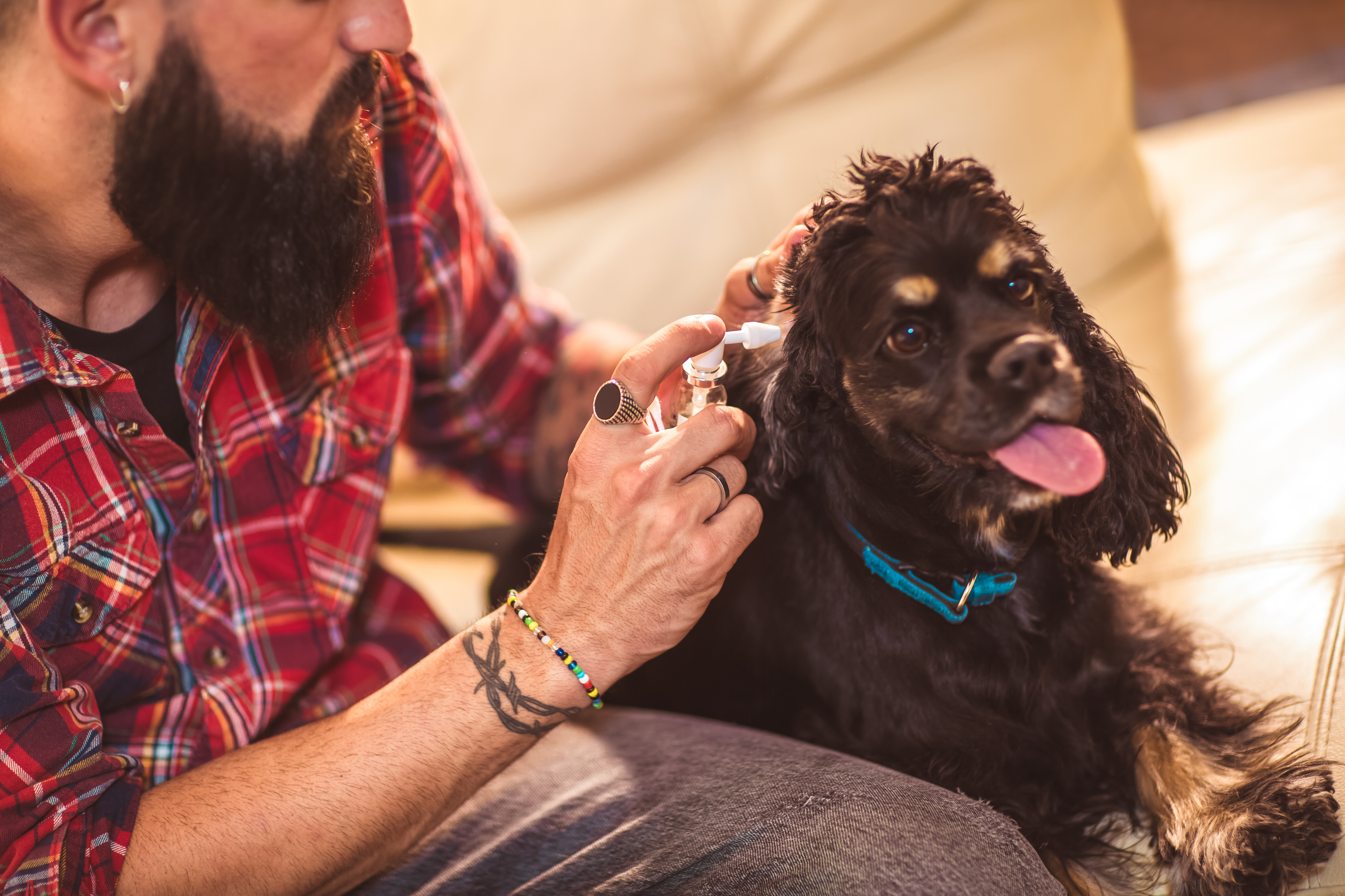 Homem limpa os ouvidos de um cão. A limpeza dos ouvidos é essencial para prevenir a otite canina