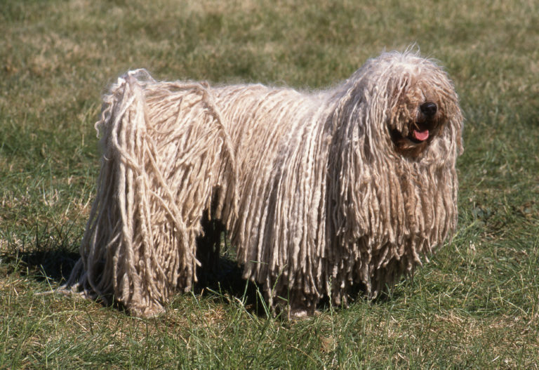 Qual é a raça mais inteligente de cachorro? - A Crítica de Campo