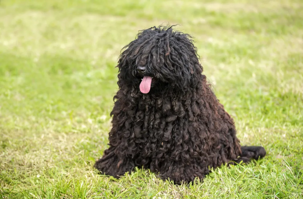 puli_3