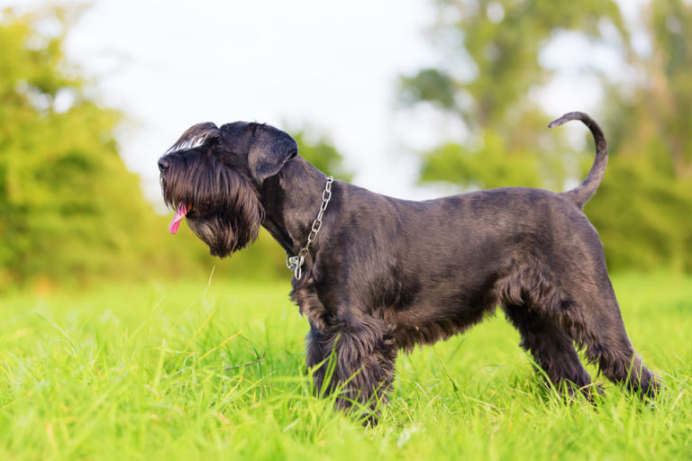 schnauzer