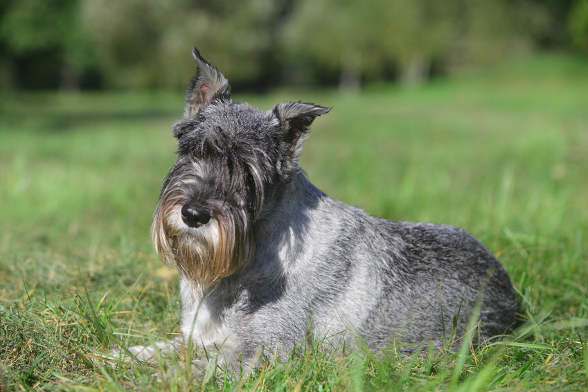 schnauzer_2