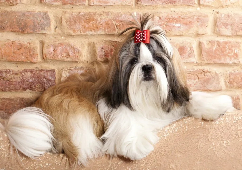 shiranian_2 Pais dos Shiranian: Shih Tzu deitado à frente de uma parede