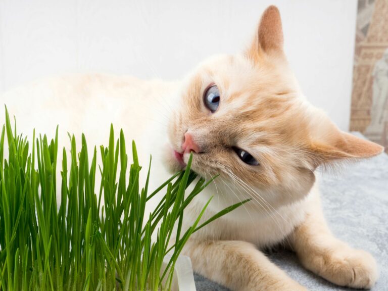 Gato a comer ervas. As folhinhas de relva são uma as causas da tosse nos gatos.