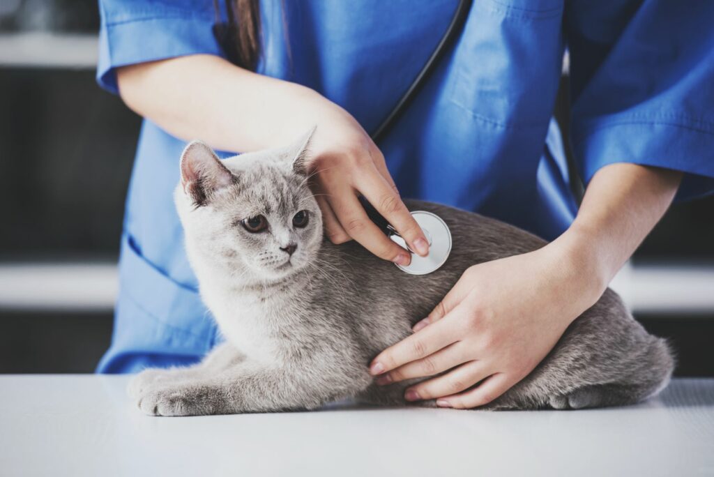 Gato a ser examinado com um estetoscópio. A auscultação é um passo essencial para saber a causa da tosse nos gatos