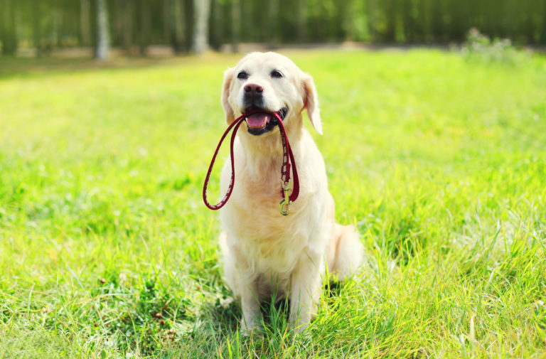 trela para cães