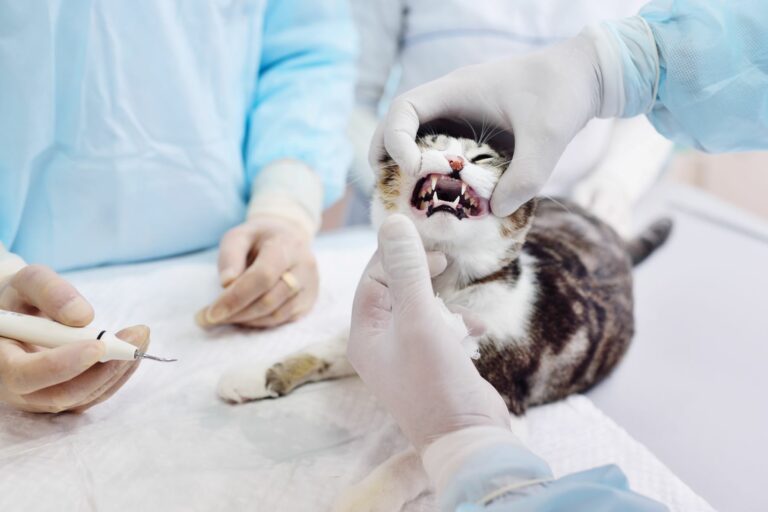 Gato deitado enquanto o veterinário examina a boca e dentes. O primeiro passo do diagnóstico de lesões por reabsorção dentária nos gatos é verificar o estado dos dentes.