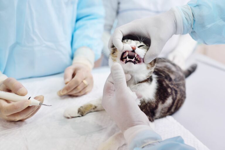 FORL_1 Gato deitado enquanto o veterinário examina a boca e dentes. O primeiro passo do diagnóstico de lesões por reabsorção dentária nos gatos é verificar o estado dos dentes.