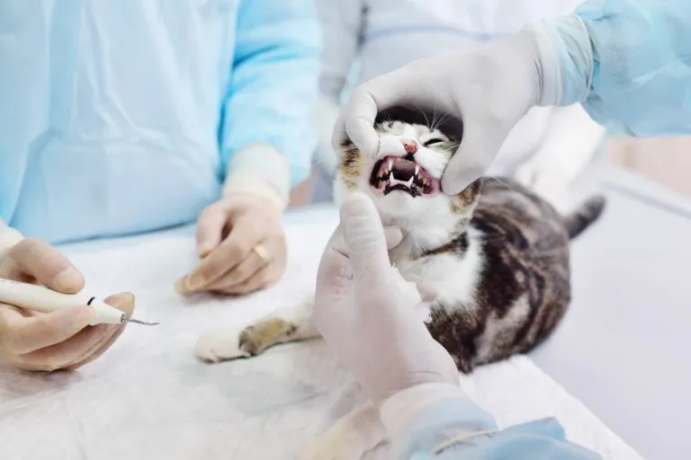 FORL_1 Gato deitado enquanto o veterinário examina a boca e dentes. O primeiro passo do diagnóstico de lesões por reabsorção dentária nos gatos é verificar o estado dos dentes.