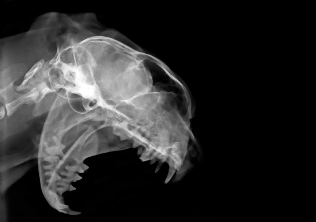 FORL_2 Raio X da boca de um gato. Este exame é fundamental para diagnosticar lesões por reabsorção dentária em gatos.